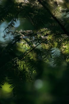 Close-up of green leaves softly lit by sunlight, creating a peaceful and calming atmosphere in a forest environment.