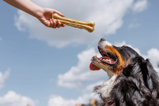 A cheerful dog eagerly reaches for a treat under a sunny sky with fluffy white clouds, showing joy and anticipation