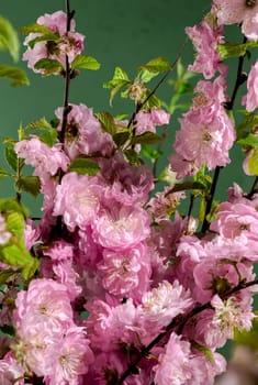 Beautiful pink Almond Prunus triloba blossoms on a green background. Flower head close-up.