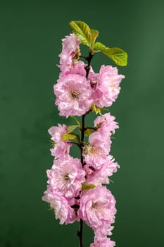 Beautiful pink Almond Prunus triloba blossoms on a green background. Flower head close-up.