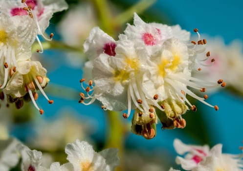 Beautiful white horse chestnut tree blossoms on a blue background. Flower head close-up.