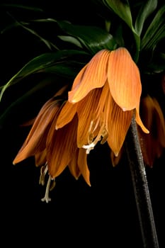 Beautiful Crown imperial flower blossom isolated on a black background. Flower head close-up.