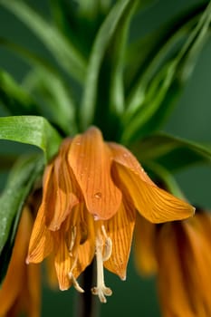 Beautiful Crown imperial flower blossom on a green background. Flower head close-up.