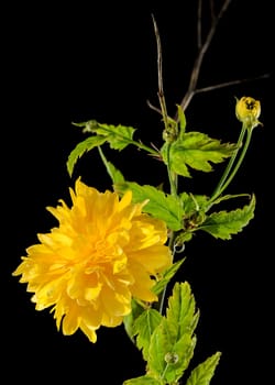 Beautiful yellow kerria, Japanese rose Pleniflora flower isolated on a black background. Flower head close-up.