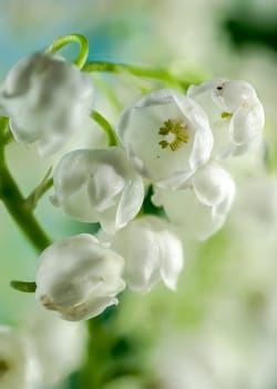 Beautiful blooming white Lily of the valley flower. Flower head close-up.