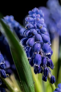 Beautiful blooming grape hyacinth Muscari Alida flower isolated on a black background. Flower head close-up.