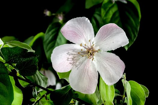 Beautiful white Quince tree flower blossom isolated on a black background. Flower head close-up.