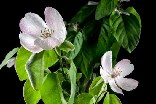 Beautiful white Quince tree flower blossom isolated on a black background. Flower head close-up.