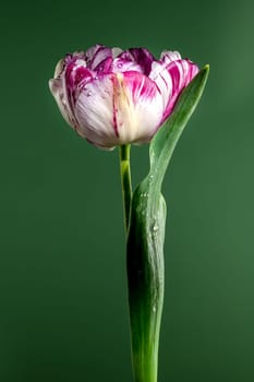 Beautiful white-pink Tulip Jonquieres flower on a green background. Flower head close-up.