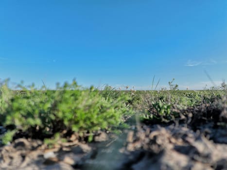 bottom view of green steppe with small white flowers and blue sky with space for text. Soft focus