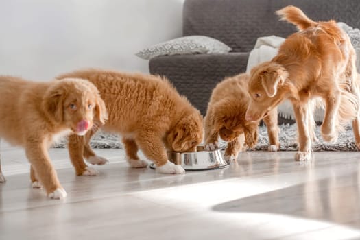 Three Toller Puppies Are Drinking From One Bowl At Home, A Nova Scotia Duck Tolling Retriever Breed