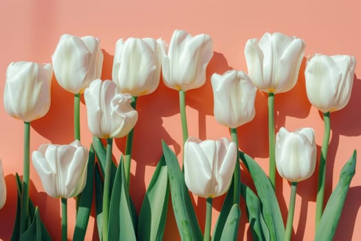 Elegance and beauty in bloom white tulips on pink background with shadow, copy space, flat lay, top view