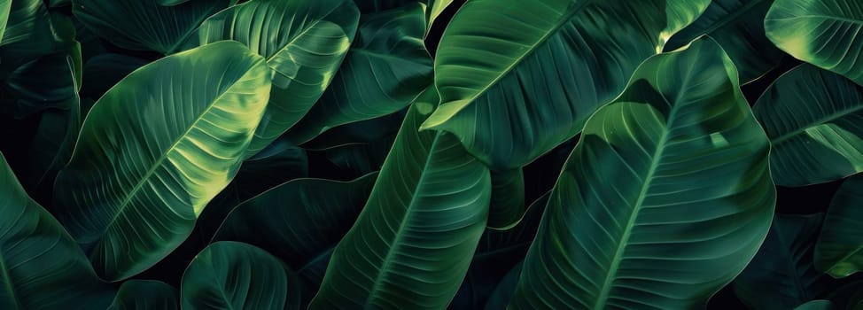 Green leaves and sunlight in nature, close up view of lush foliage on dark background