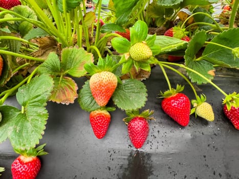 Strawberry picking in strawberry field on fruit farm. Fresh ripe organic strawberry. Family Activity