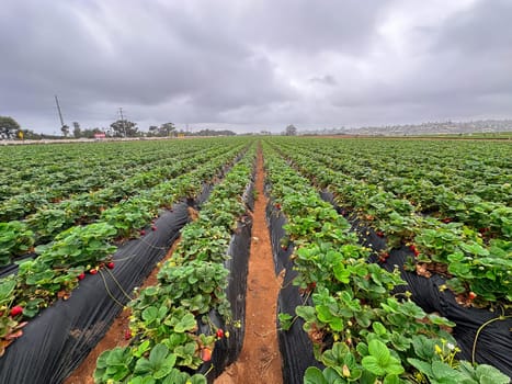 Strawberry picking in strawberry field on fruit farm. Fresh ripe organic strawberry. Family Activity