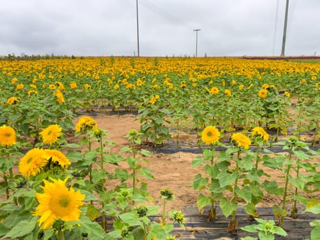 Blooming sunflower farm field, big bright yellow sunflower, agriculture concept harvest. Growing seeds for oil