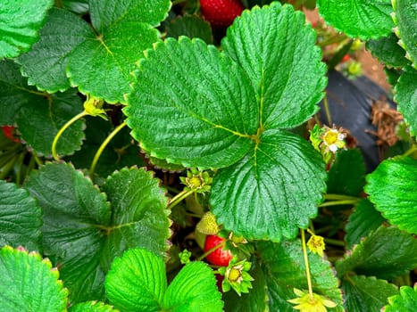 Strawberry picking in strawberry field on fruit farm. Fresh ripe organic strawberry. Family Activity