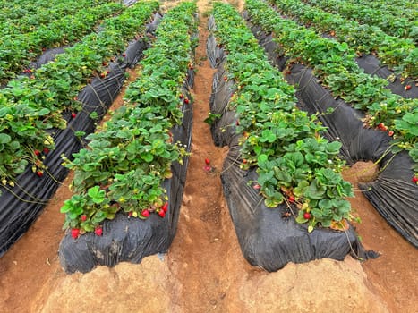 Strawberry picking in strawberry field on fruit farm. Fresh ripe organic strawberry. Family Activity