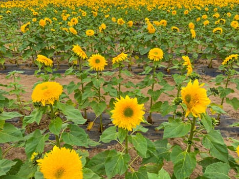 Blooming sunflower farm field, big bright yellow sunflower, agriculture concept harvest. Growing seeds for oil