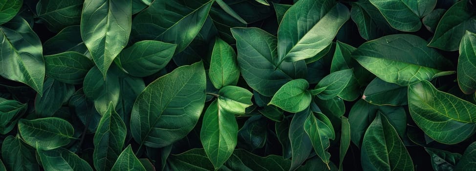 Green leaves in sunlight on black background close up view of nature and beauty with vibrant colors and contrast