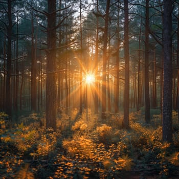 The image captures a stunning sunset in a dense pine forest.