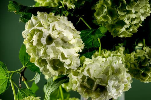 Beautiful Blooming white viburnum Chinese Snowball isolated on a black background. Flower head close-up.