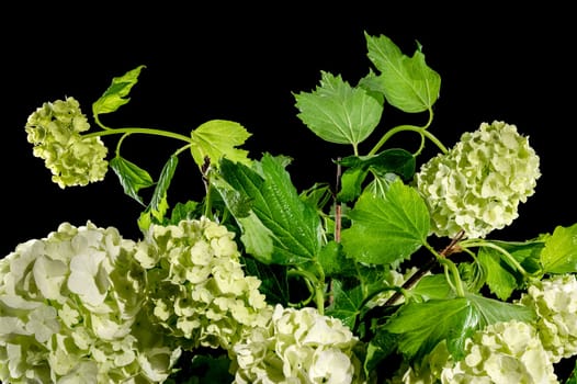 Beautiful Blooming white viburnum Chinese Snowball isolated on a black background. Flower head close-up.