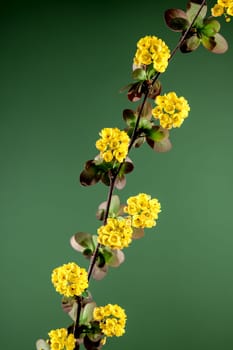 Beautiful Blooming yellow barberry on a green background. Flower head close-up.