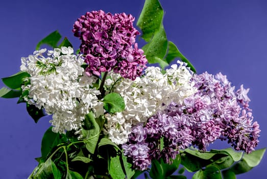 Beautiful Bouquet of colorful lilacs isolated on a blue background. Flower head close-up.