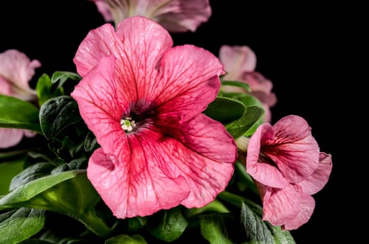 Beautiful Blooming pink Petunia hybrid grandiflora Limbo flowers on a black background. Flower head close-up.