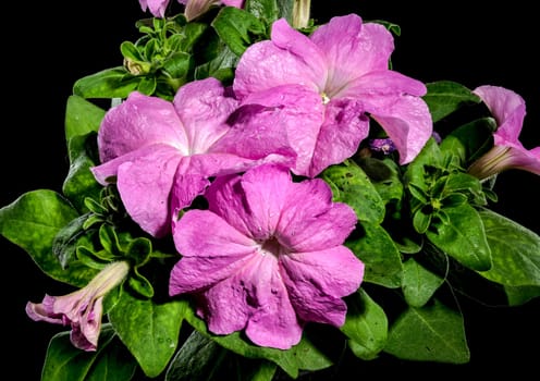 Beautiful Blooming violet Petunia Prism Lavender flowers on a black background. Flower head close-up.