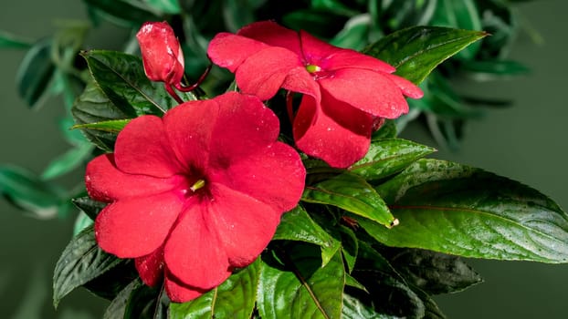 Beautiful Blooming red impatiens hawkeri flowers on a green leaves background. Flower head close-up.