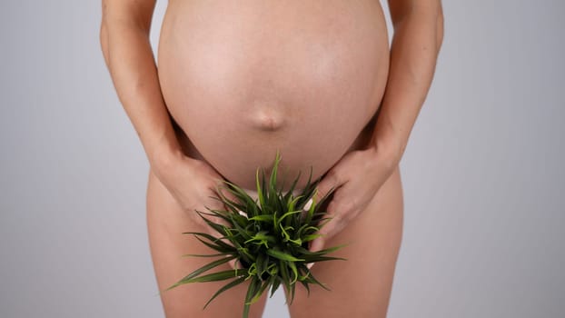 Faceless pregnant woman holding a plant. Metaphor for epilation of the bikini area