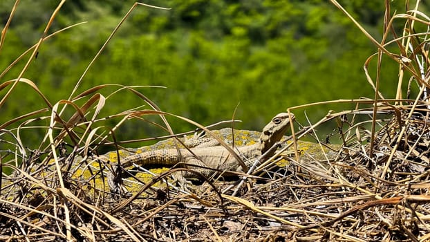 Lizard camouflage among dry grass and rocks in sunny natural habitat. Wildlife and nature photography capturing reptilian behavior. Natural background. High quality photo