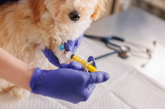 A veterinarian injects medicine with a syringe into a dog's paw, emergency care for animals, , professional veterinary clinic