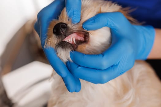 veterinarian doctor checks dog's teeth close-up, dental treatment for animals, professional veterinary clinic