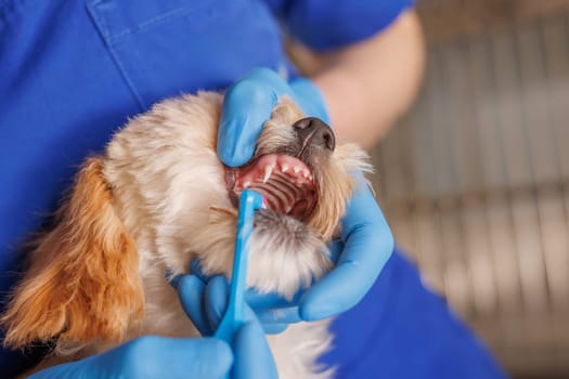 veterinarian doctor brushes the teeth of a dog with a special brush close-up, dental treatment for animals, professional veterinary clinic