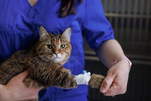 Veterinarian puts a catheter on a cat in a veterinary hospital, emergency care for animals, professional veterinary clinic