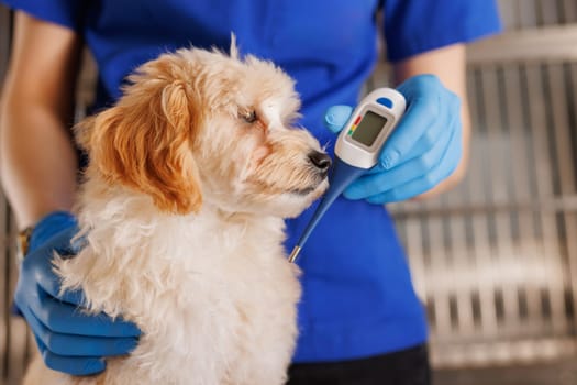 The veterinarian examines the dog and takes the temperature, providing emergency medical care to animals, professional veterinary clinic