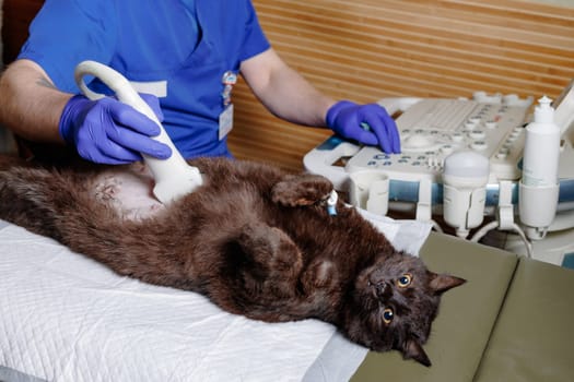 The abdominal cavity of a cat examined using ultrasound. The veterinarian performs an ultrasound and analyzes the health of the animal. Monitoring animals using ultrasound. pet treatment