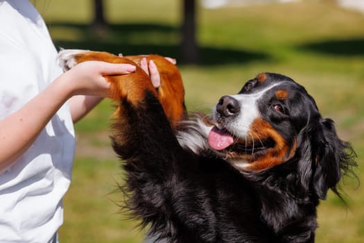 A woman holds her big dog by the paws in a sunny park, the concept of love for animals