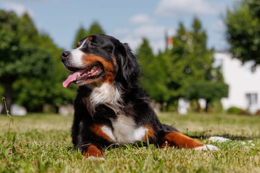 portrait of a large beautiful dog with his tongue hanging out against the sky, Bernese Mountain Dog bottom ,love to the animalsview