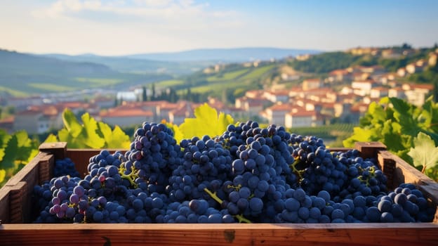 Collection of blue grapes. Grapes in a basket and in the vineyard. Autumn mood in the wine industry in the countryside against the backdrop of the sun. Wine making, vineyards, tourism business, small private business, chain restaurant, flavorful food