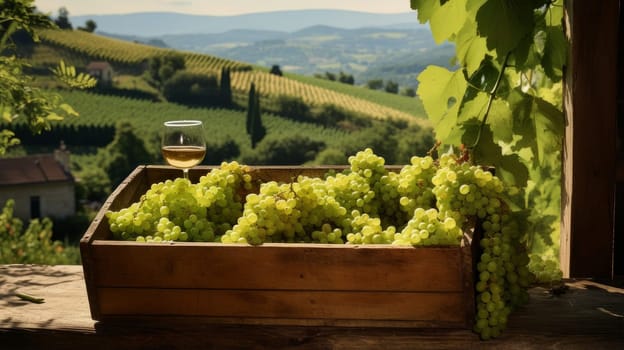 Collection of green grapes. Grapes in a basket and in the vineyard. Autumn mood in the wine industry countryside against the backdrop of the sun. Wine making, vineyards, tourism business, small and private business, chain restaurant, flavorful food