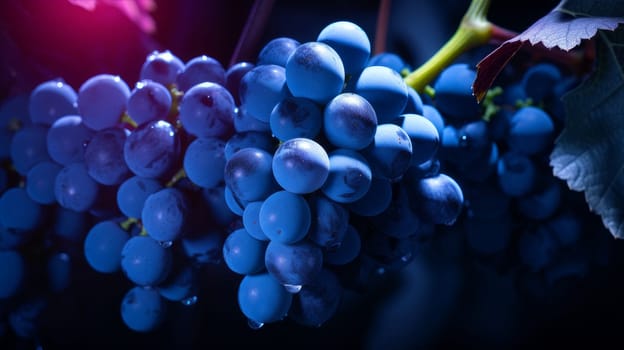 Blue black grapes with water drops, close-up background. Wine making, vineyards, tourism business, small and private business, chain restaurant, flavorful food and drinks