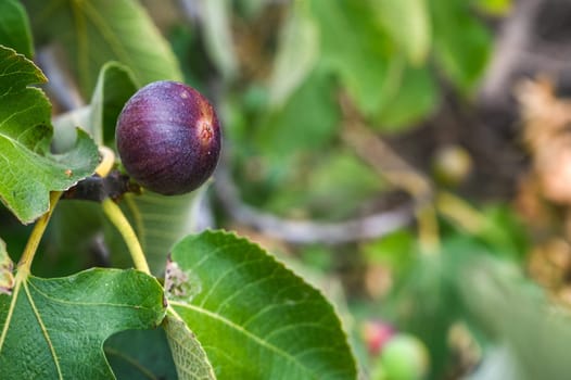 ripe fig fruit hanging on the branch of fig tree in greenhouse plantation