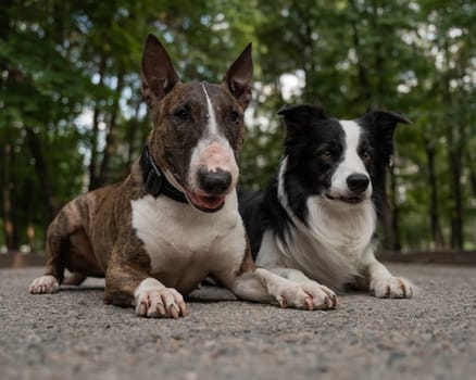 Bull terrier and border collie lie outdoors. Two dogs on a walk