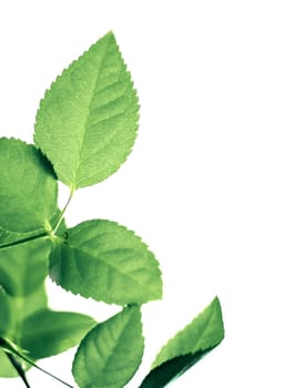 Nature background, sustainable solar energy, environmental concept - Fresh green leaves in spring