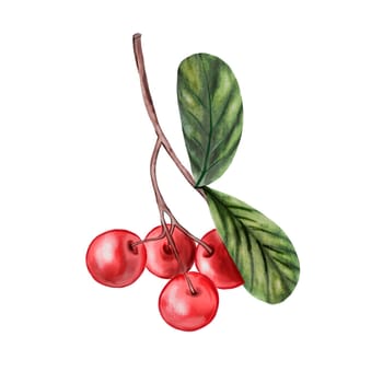 Red berries watercolor. Twig with green leaves and cotoneaster hand drawing on isolated white background. Clip art botanical realistic. For the design of cards, invitations, tags for a store of natural cosmetics and products. High quality photo