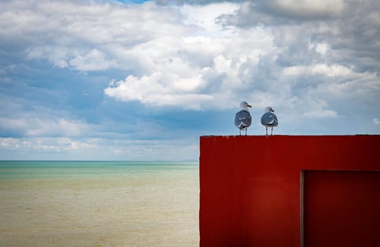 a couple of two pigeons on a red wall overlooking the sea with the horizon and the blue sky with white clouds